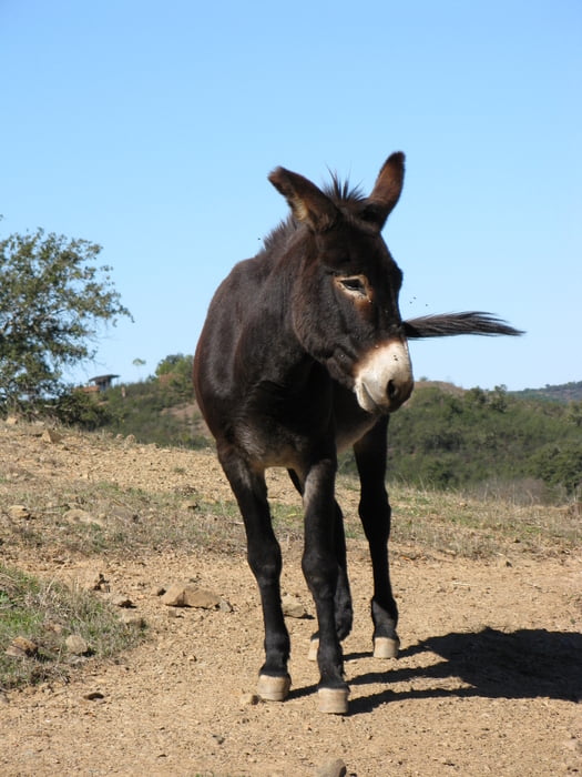Rundwanderung ab Vaqueiros am Ribeira Fonpanilha 