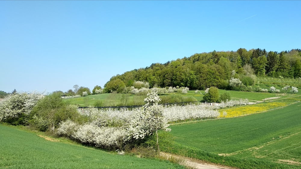 Wandern Franken: Kirschblüte in Oberfranken/ Oberehrenbach