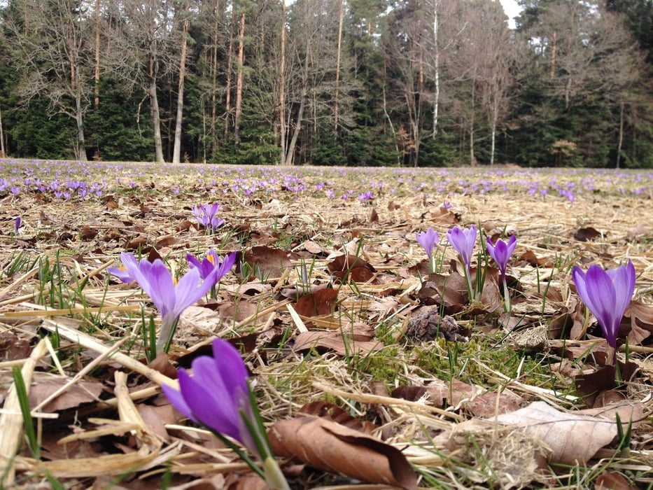 Zur Kokusblüte nach Zavelstein