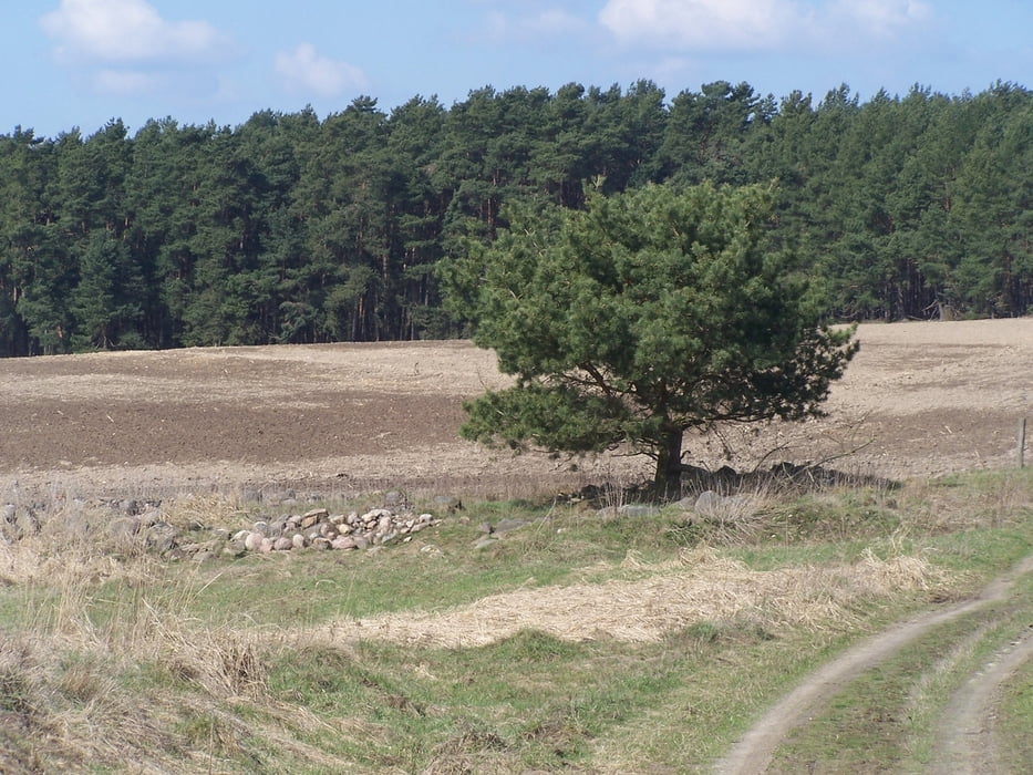 Frühling bei Raben