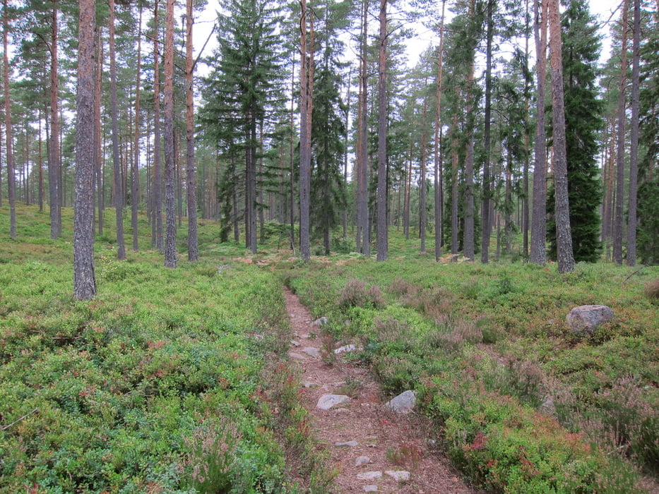 Getå loop