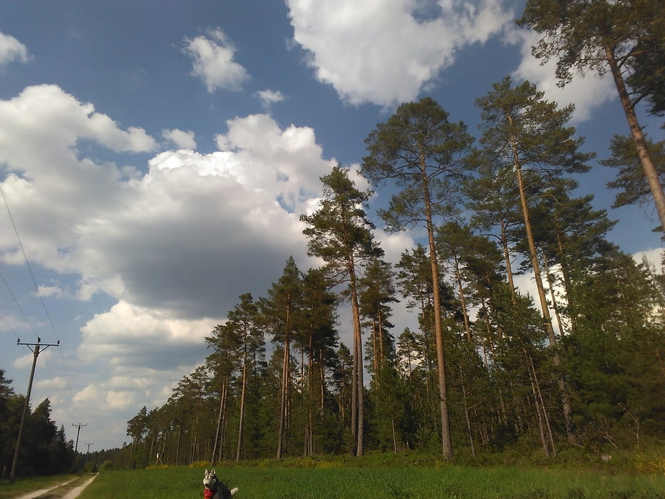 Über Kiefernwälder zum Birkensee
