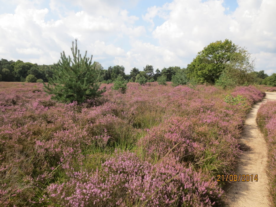 Meinvennen - im Nationalpark de Meinweg 