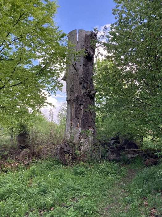 Von Allrode zum Hexentanzplatz (21.05.2026)