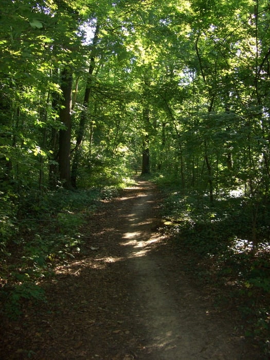 Von Markgröningen zur Solitude und zurück 