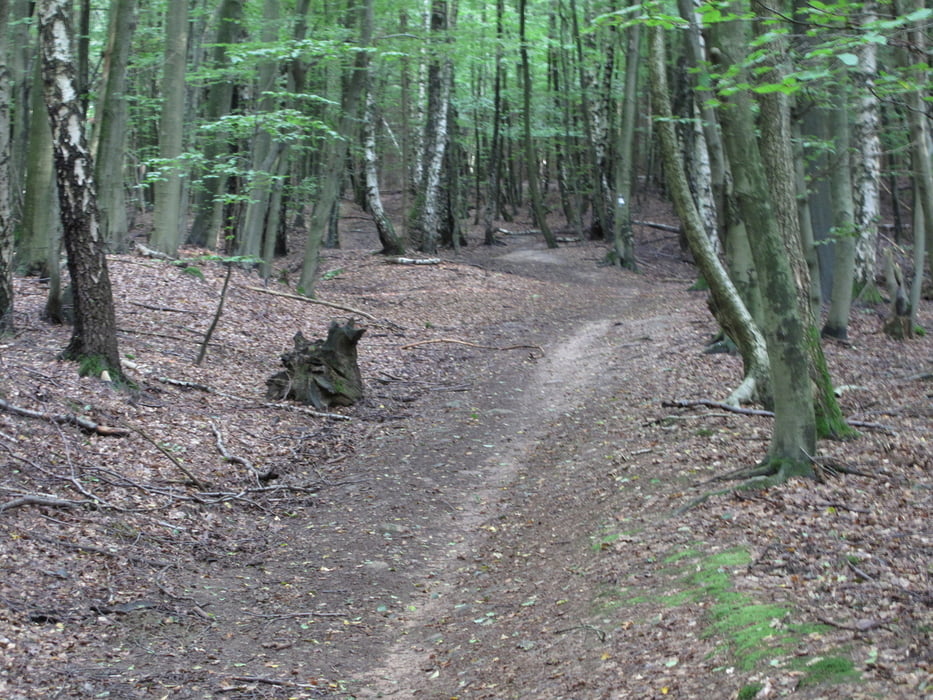 X-Country-Trainingsrunde (MTB, X-Lauf oder Nordic Walking)
