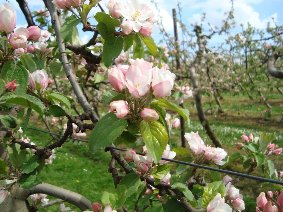 Bloesemwandeling op de fruitberg