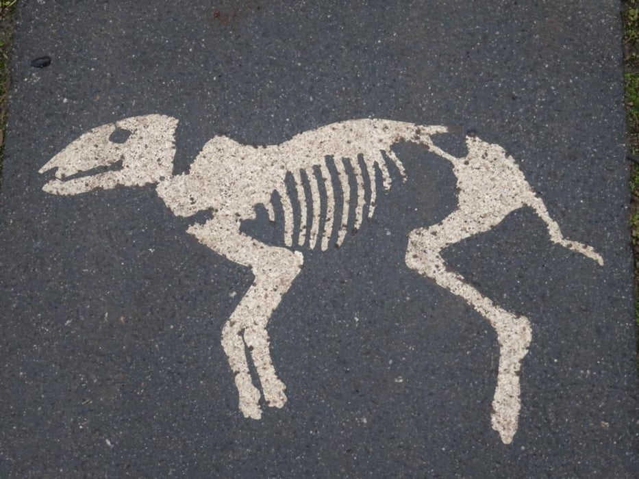 Grube Messel: auf dem Urpferdchen-Weg