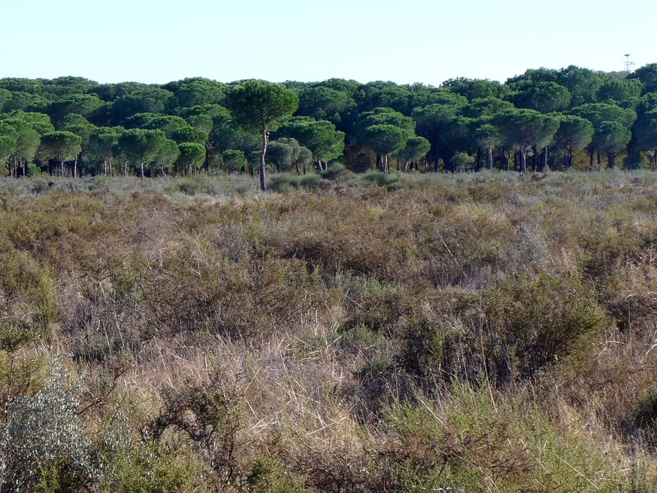 Andalusien: La Doñana 3