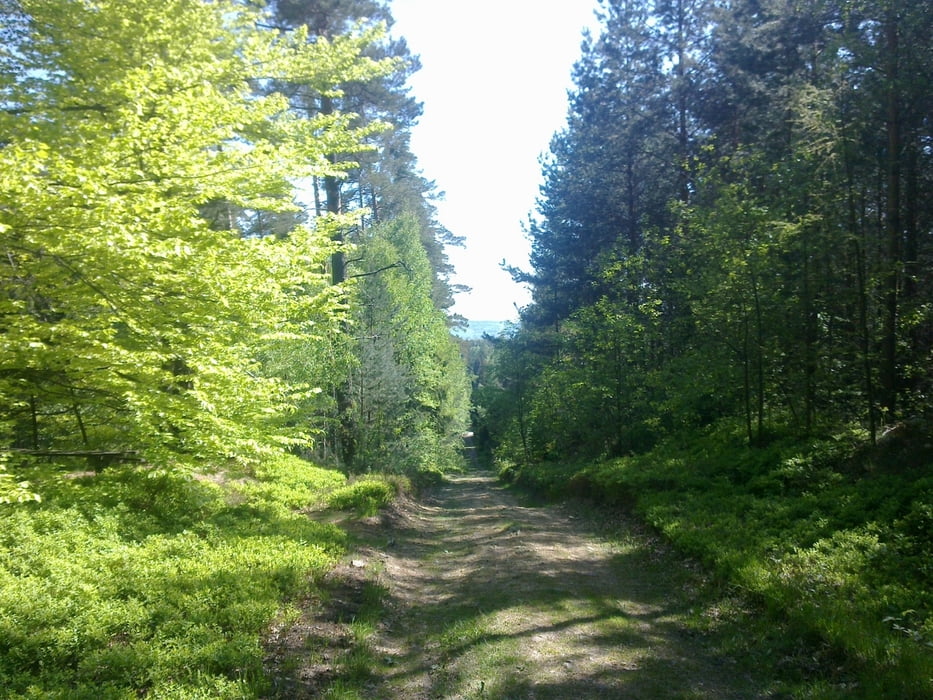 Tharandter Wald, Hartha und zurück