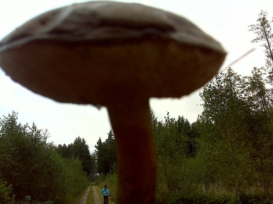 Pilze sammeln im Tharandter Wald ;-)