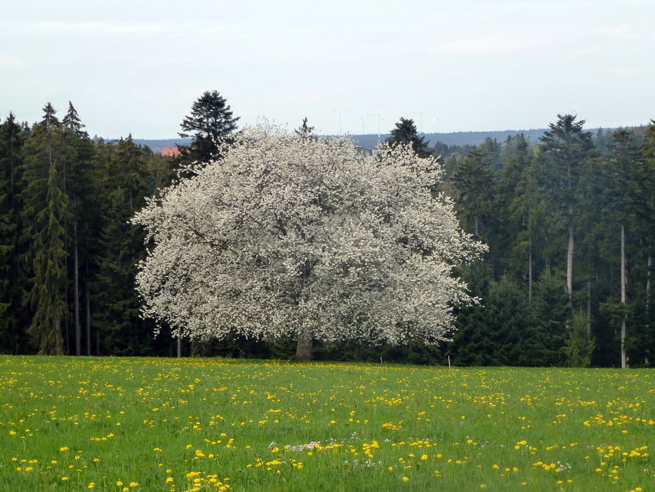 Wörnersberg Garrweiler Grömbach