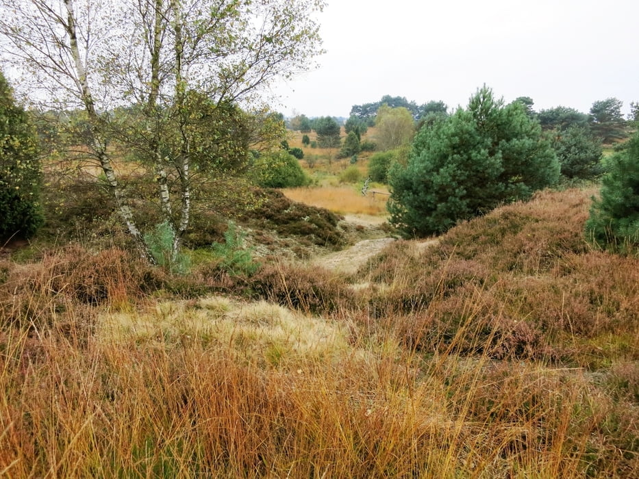 Heidschnuckenweg von Undeloh nach Niederhaverbeck 