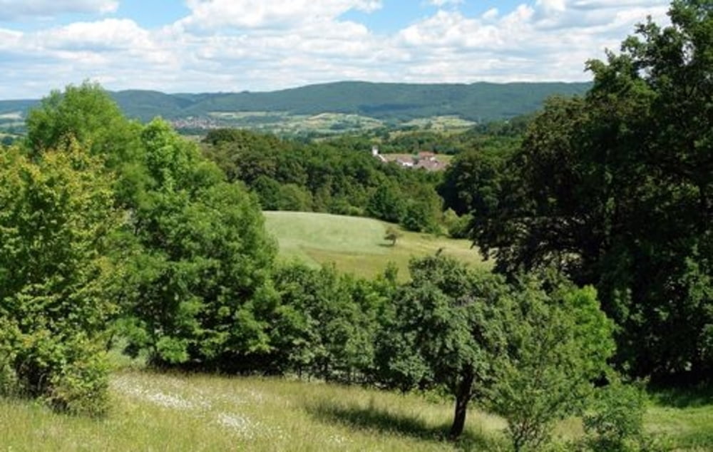 Wald Erlenbach
