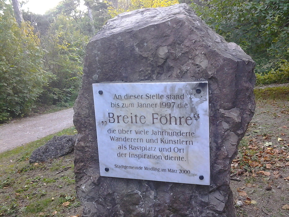 Anninger-Breite Föhre