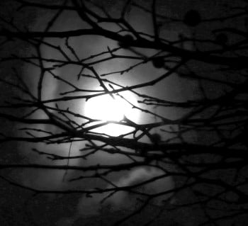 Vollmond-Winter-Nacht-Wanderung im Weißenburger Forst