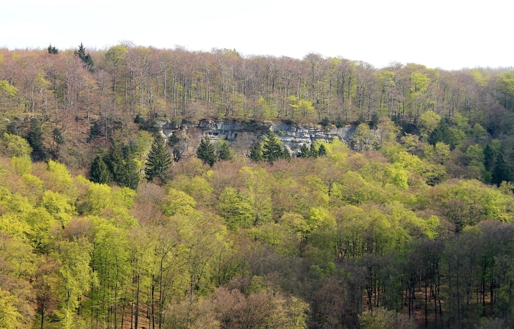 Süntel 3.0a XC AM easy/medium Südwehe Blutbachtal Langenfelder Wasserfall Schneegrund Pappmühle Hohenstein Süntelturm DSMTBV MTB-Tour