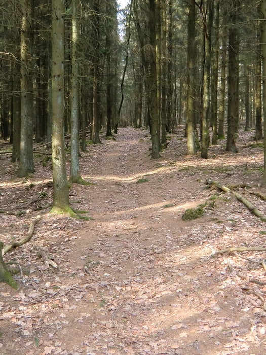Waldrunde + Bostalsee