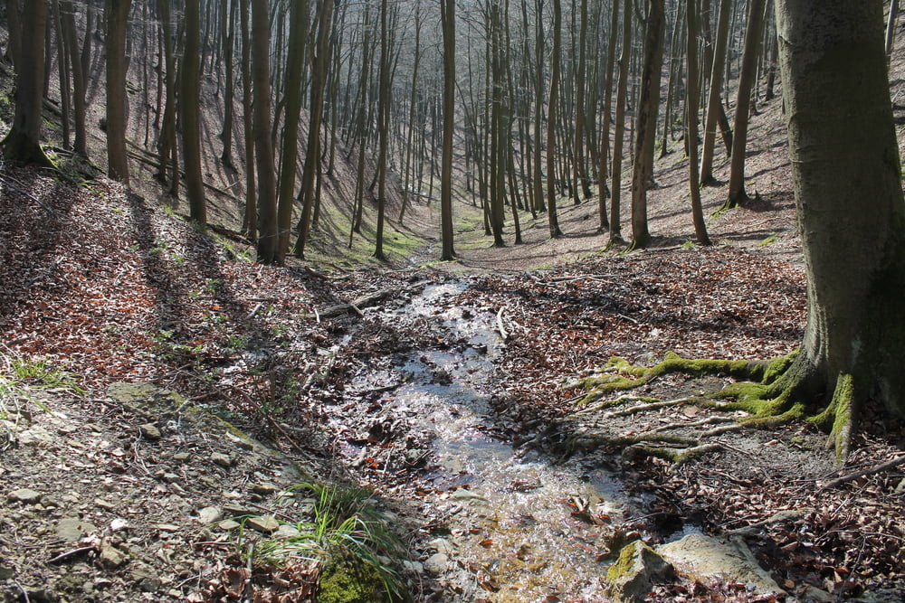 Süntel 1.3 XC AM EN DH medium Trails Südwehe Blutbachquelle Hohenstein DSMTBV MTB-Tour
