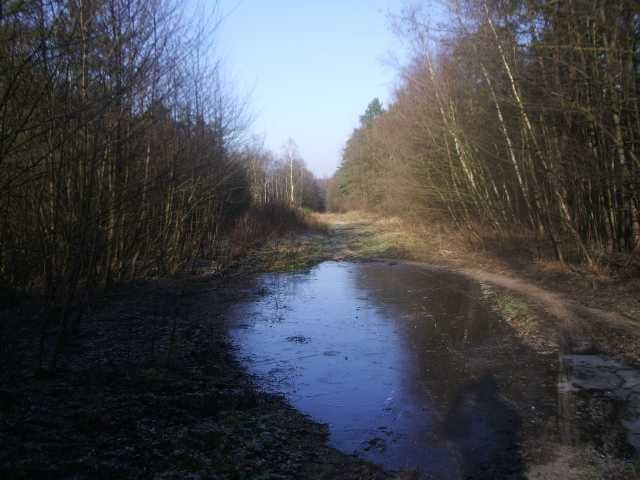 Durch die Wahnerheide