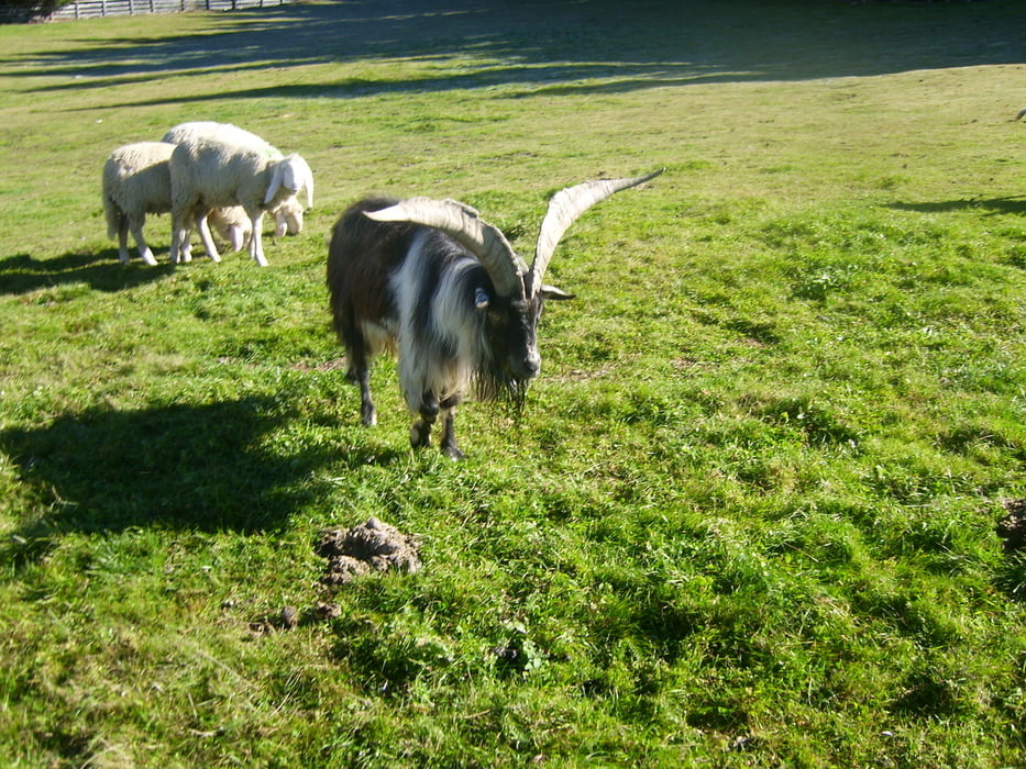 Drei Almentour bei Hafling