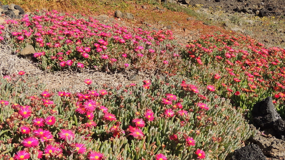 Am Wegesrand am Montana del Cortijo