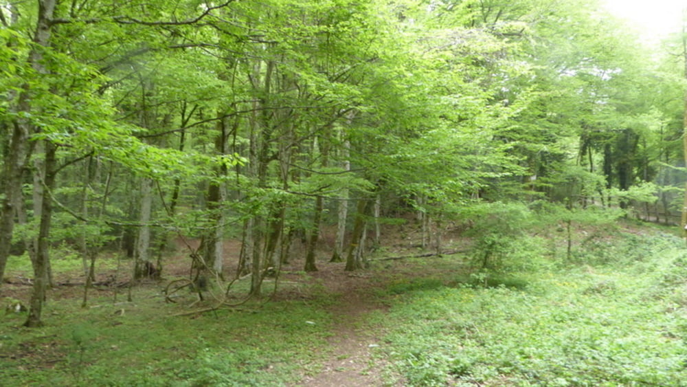 Wanderung in der Foresta Umbra im Gargano (Apulien)