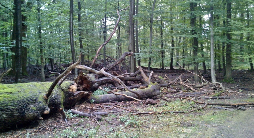 Lainzer Tiergarten/Hermesvilla