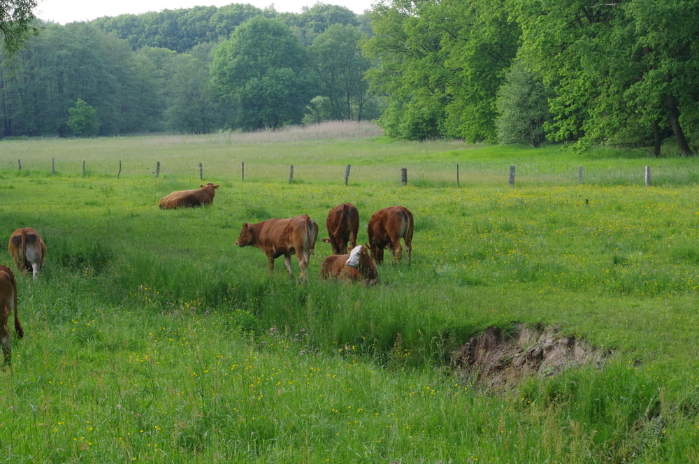 Im Bruch bei Hinsbeck