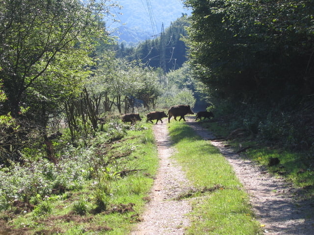 Wildschweinahrtour