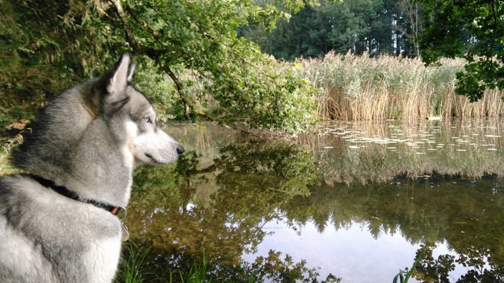 Weiher, See und Fluß mit bravem Hund