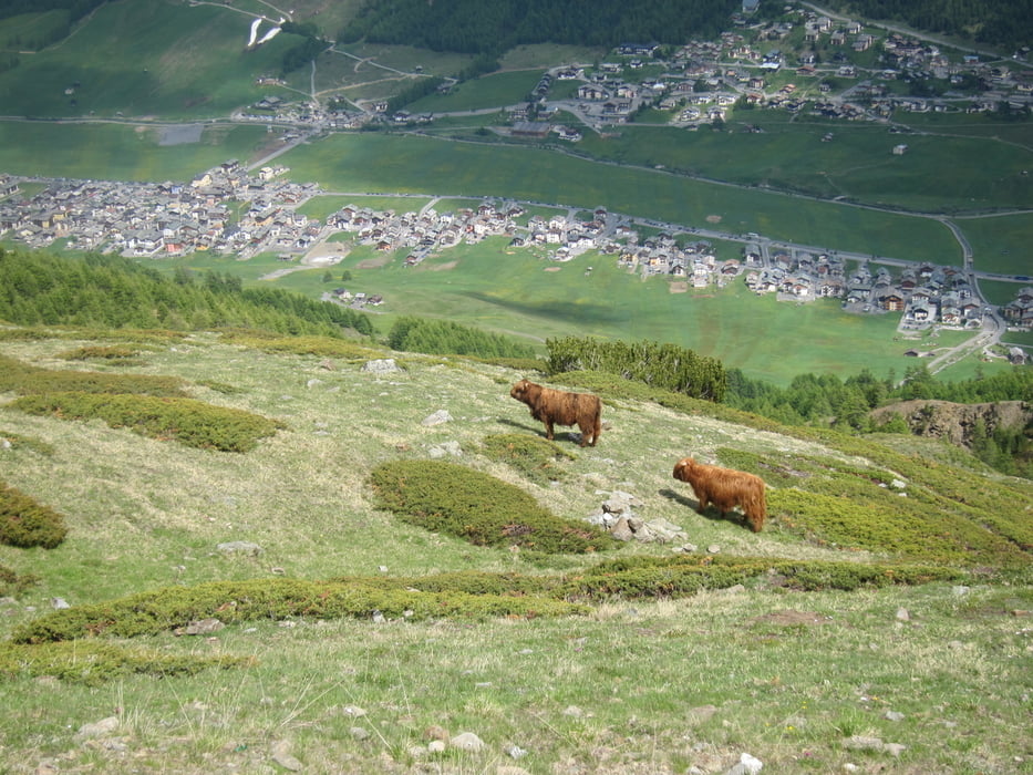 Livigno sightseeing flow trail