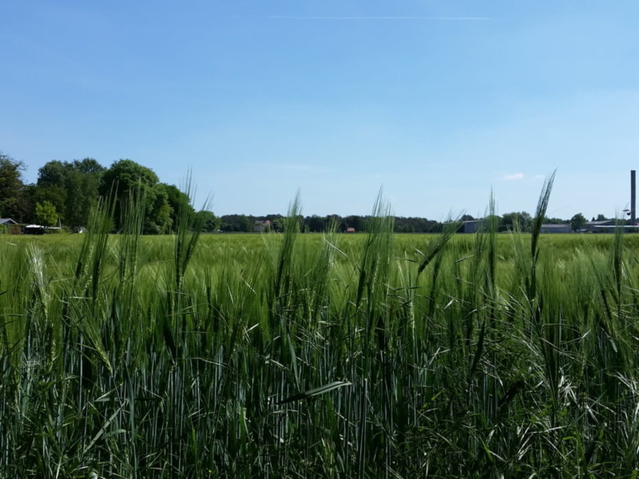 Schneidegraben - Rehagen