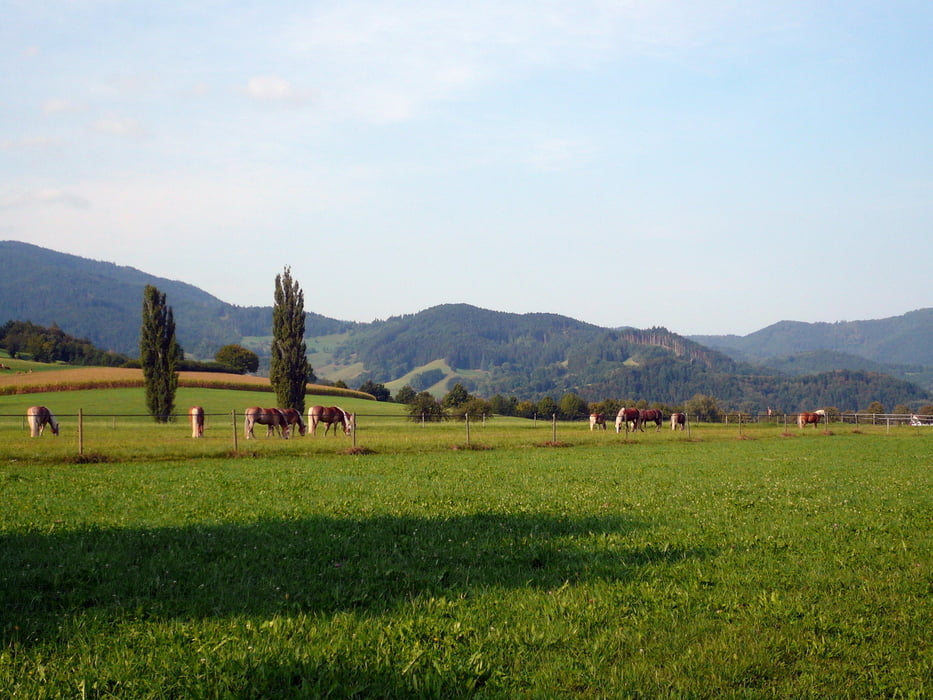 um den Feldberg