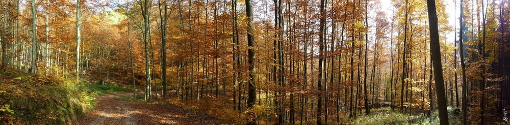 Um den Rohrberg
