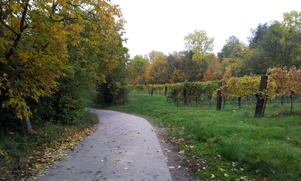 Neufeldersee