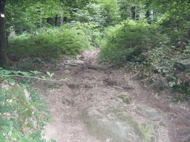 Petits single tracks à La Petite-Pierre