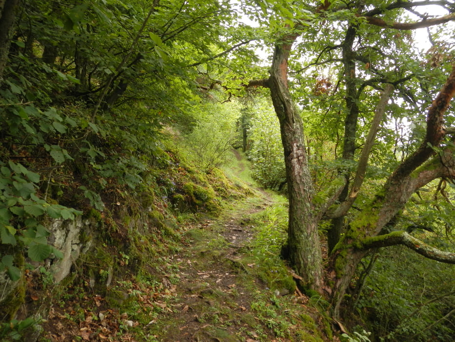 Wanderweg Idar - Algenrodt - Enzweiler