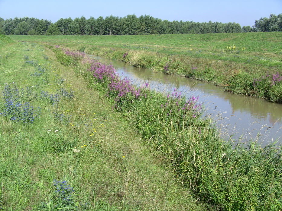 Im Mündungsgebiet der March