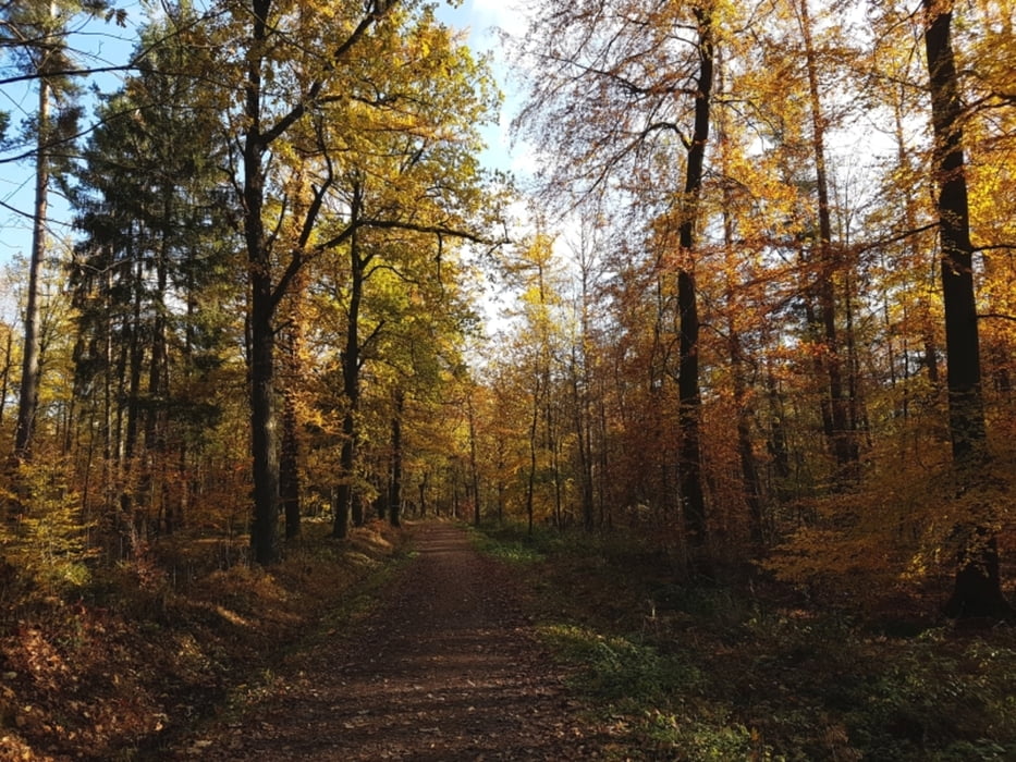 Herbstwanderung im Zeisigwald