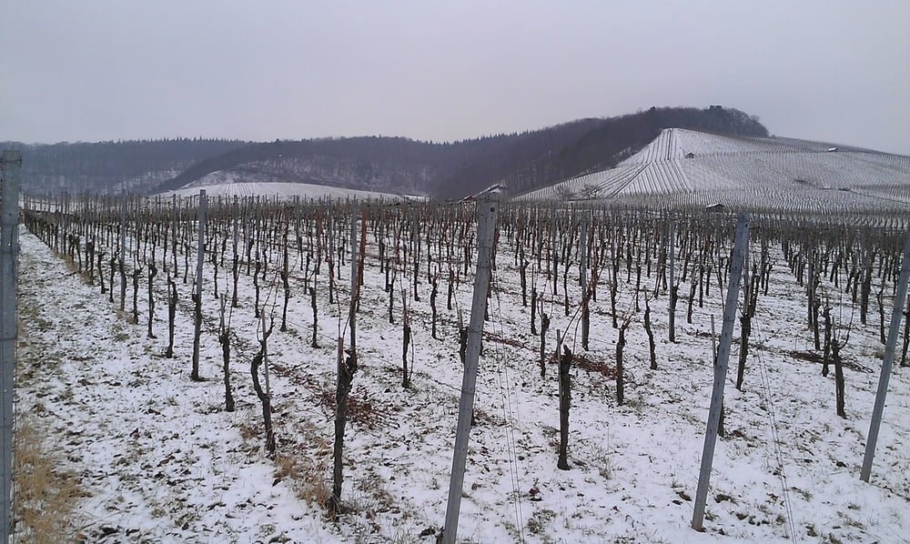 In den Weinbergen von Horrheim