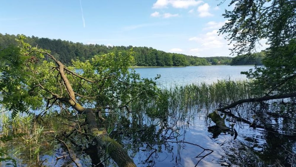	161. Menz mehr Seen Stechmücken Moor-, Wald-, Wandertour ;-))
