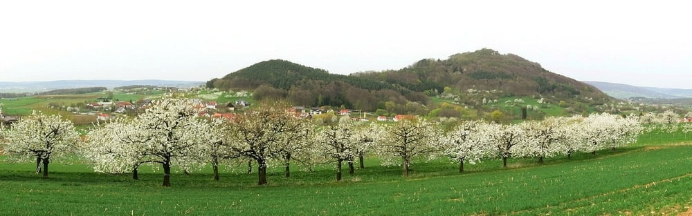 Wandern Franken: Kirschblüte im Kreis Forchheim, bei Leutenbach