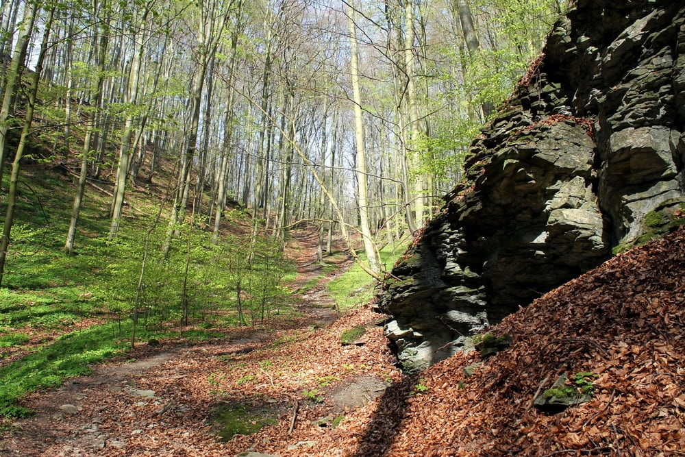 Süntel 2.2a XC AM EN medium trail Hohenstein Blutbachtal Süntelturm DSMTBV MTB-Tour