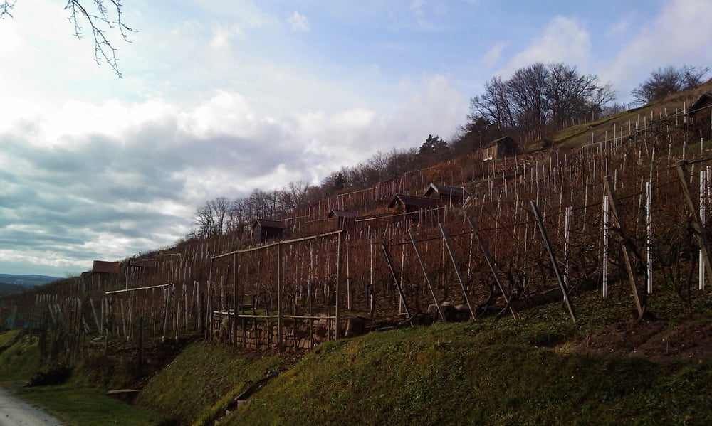 Kusterdingen, Tübingen, Entringen und durchs Neckartal zurück
