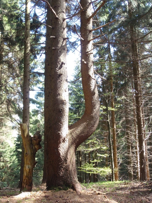 Mountainbiketour im Buchenberger Wald