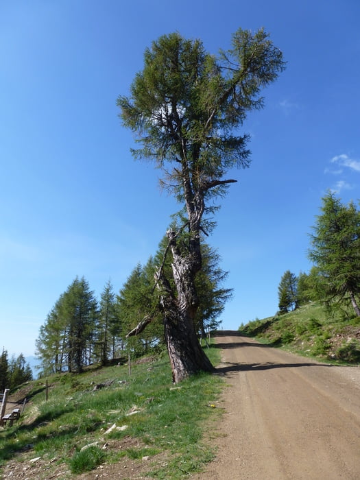 Höhenwanderung Millstätter Alpe