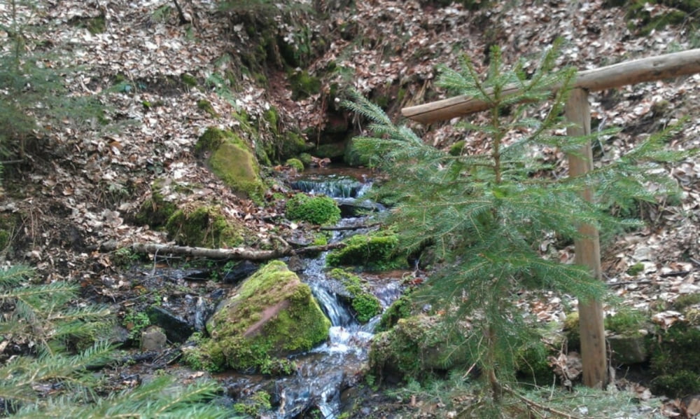FVV Burgsinn Wanderweg Nr.3