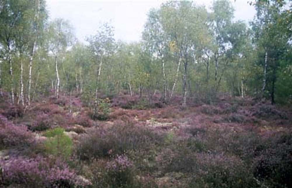 Souesmes - Chemin de la Grand-Mère
