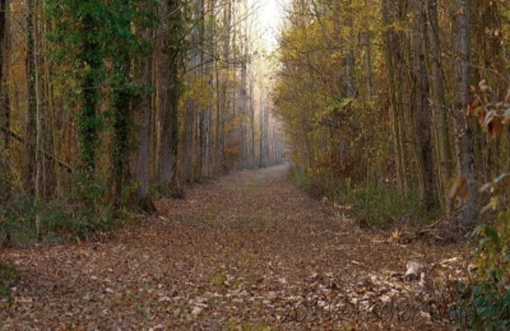 Wanderweg [11]